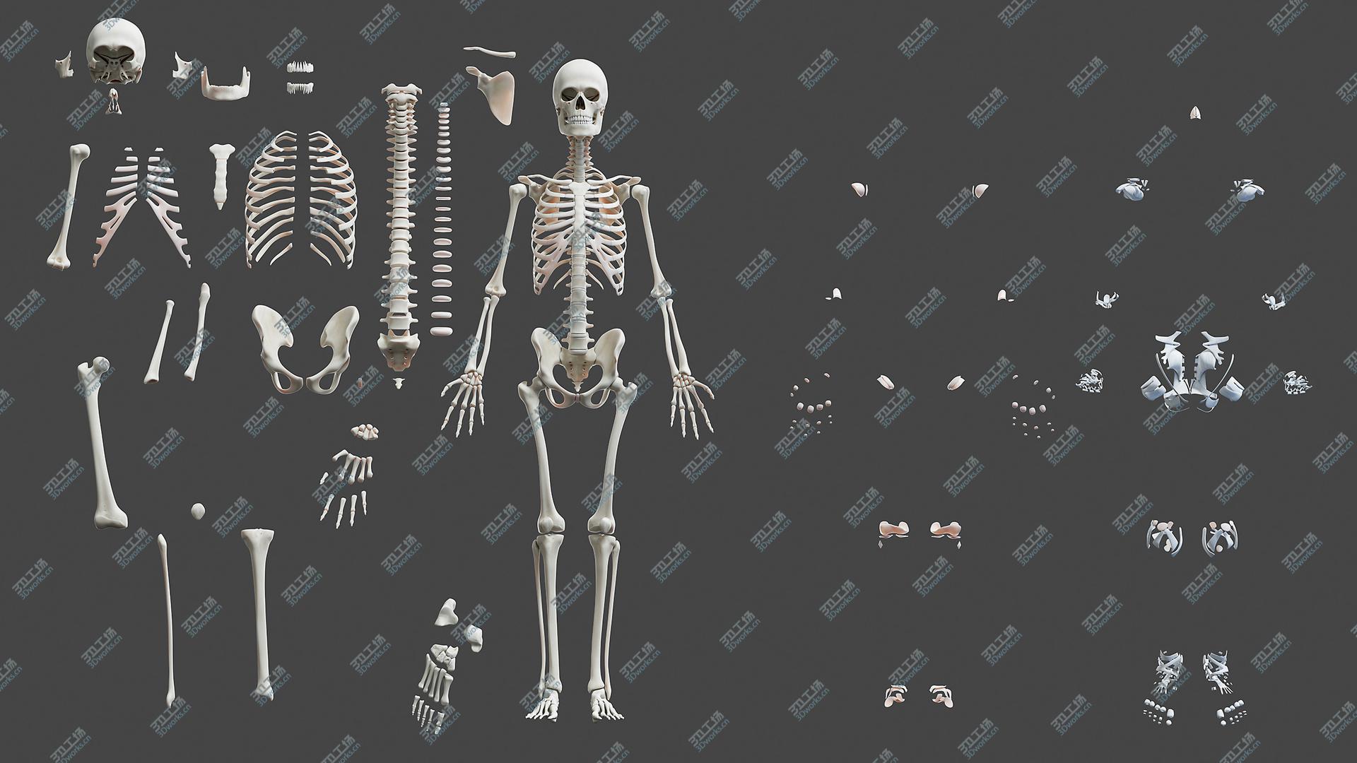 images/goods_img/20210113/3D Full Male Anatomy Rigged/3.jpg